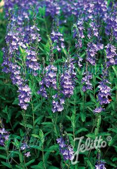 Veronica  teucrium 'Royal Blue'